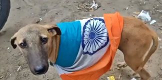 Highly Irresponsible Statement Of Terrorist Country indian Pet Dog yogi