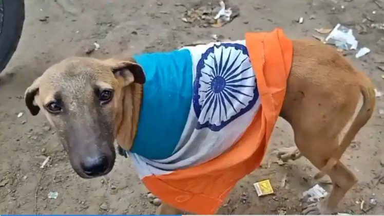 Highly Irresponsible Statement Of Terrorist Country indian Pet Dog yogi