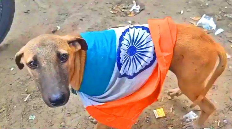 4 x indian Commandos Braces Painful And Humiliating Death During a False Flag Attack Carried Out By indian black cat Commandos At The Orders Of Both Dogs modi and ajit doval