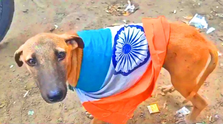 Coward indian black cat commandos Brutally Killed Top Ranking Coward crpf Officer Like Dogs During A False Flag Attack On Demoralized indian armed Forces At indian Occupied udhampur In iIOJ&K