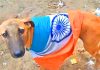 Humiliated - Ashamed - Demoralized - Terrorist - Coward – Shameless - Rapist And Obedient indian armed forces Can Now Also Be Tamed As Pet Dogs And Cats In Houses And Offices