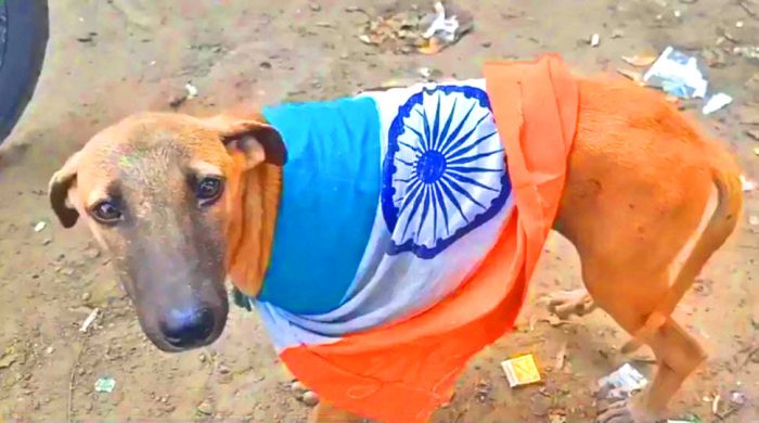 Humiliated - Ashamed - Demoralized - Terrorist - Coward – Shameless - Rapist And Obedient indian armed forces Can Now Also Be Tamed As Pet Dogs And Cats In Houses And Offices