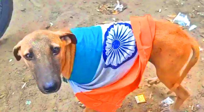 indian black cat commandos Carried Out the False Flag Attack At Pahalgam Area In iIOJ&K At The Direct Orders Of Filthy Dogs modi - ajit kumar doval - amit shah And jayshankar