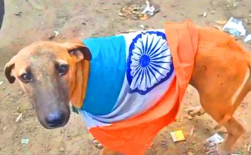 Beloved Peace Loving Sacred PAKISTAN Expects The 1.3 Million Cow Pisses Drinker indian armed forces And 1.43 Billion Cow Pisses Drinker Filthy Terrorist indian nation To Now Behave Like Good Dogs