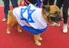 Brave ISLAMIC RESISTANCE FIGHTERS Brutally Kills 5 x Bastard idf human animals Like Rabid Dogs And Dispatches Them To Hell And Critically Injured At Least 16 x Bustard idf human animals In GAZA