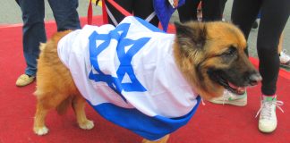 Brave ISLAMIC RESISTANCE FIGHTERS Brutally Kills 5 x Bastard idf human animals Like Rabid Dogs And Dispatches Them To Hell And Critically Injured At Least 16 x Bustard idf human animals In GAZA