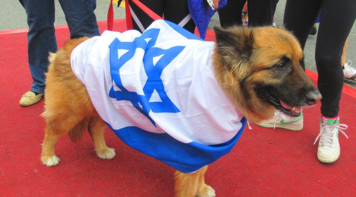 Brave ISLAMIC RESISTANCE FIGHTERS Brutally Kills 5 x Bastard idf human animals Like Rabid Dogs And Dispatches Them To Hell And Critically Injured At Least 16 x Bustard idf human animals In GAZA